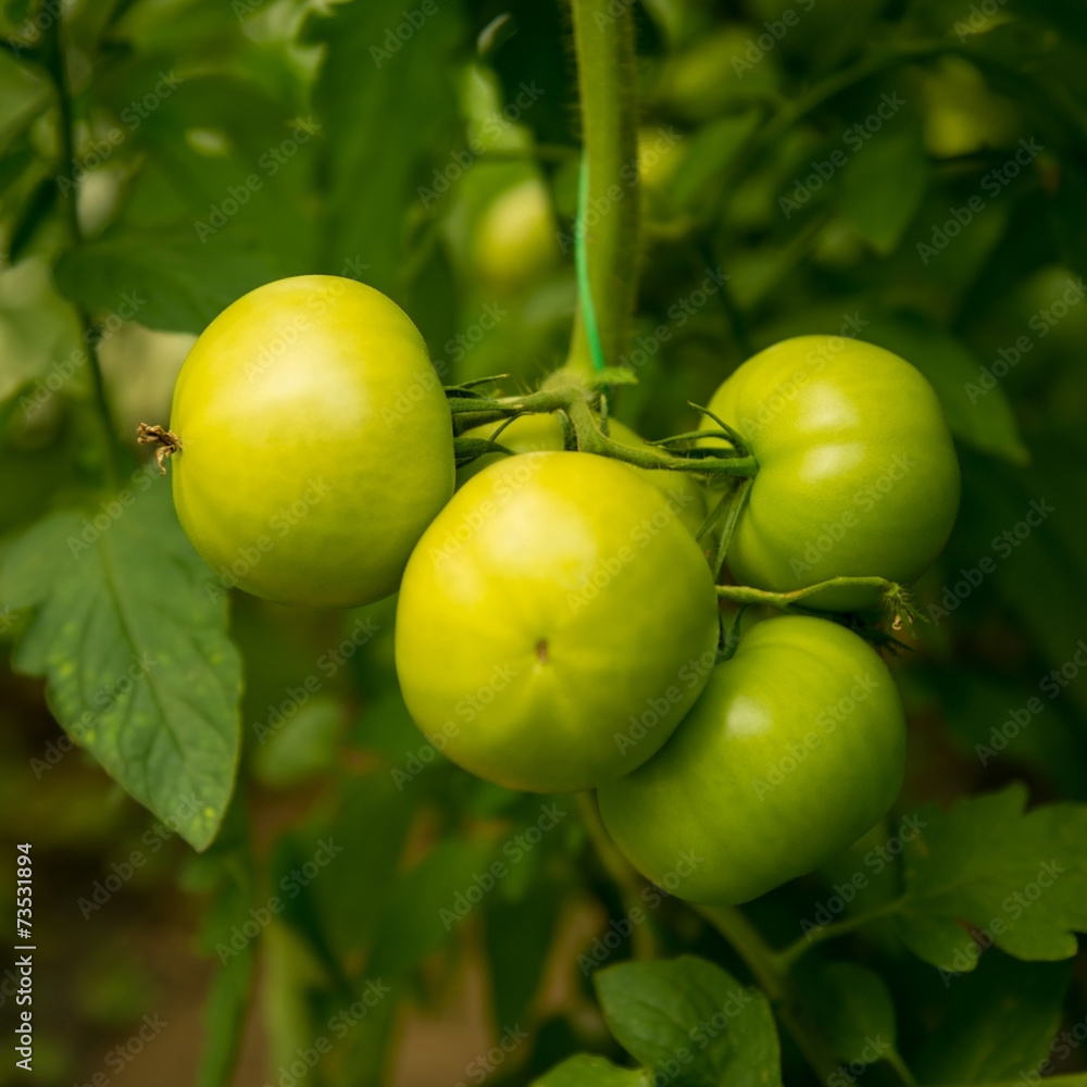 Green tomato