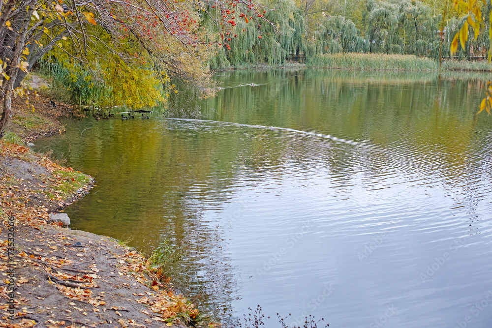 Shore of the pond Shore of the pond