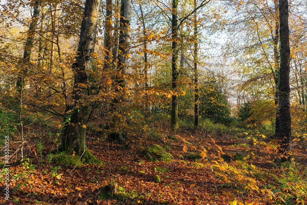 Fototapeta premium Autumn in the Woods