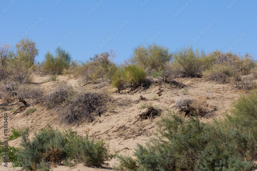 plant with the sands of the steppe on a background of blue sky plant with the sands of the steppe on a background of blue sky