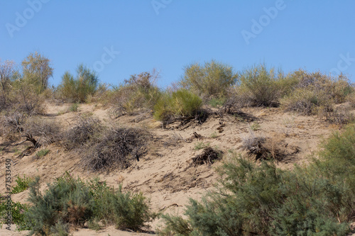 plant with the sands of the steppe on a background of blue sky