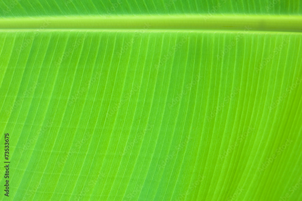 banana leaf banana leaf