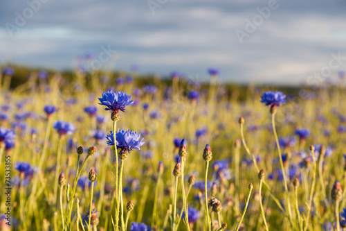 Kornfeld mit blauen Kornblumen © dk-fotowelt