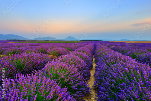 Lavender field at sunset #73534253