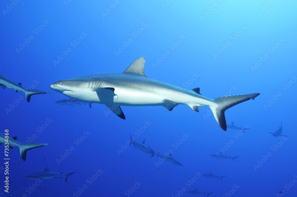 gray reef shark