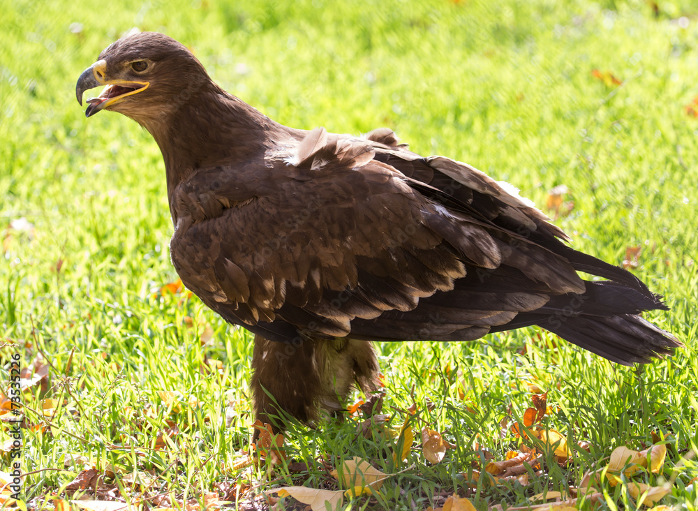Fototapeta premium eagle portrait on nature