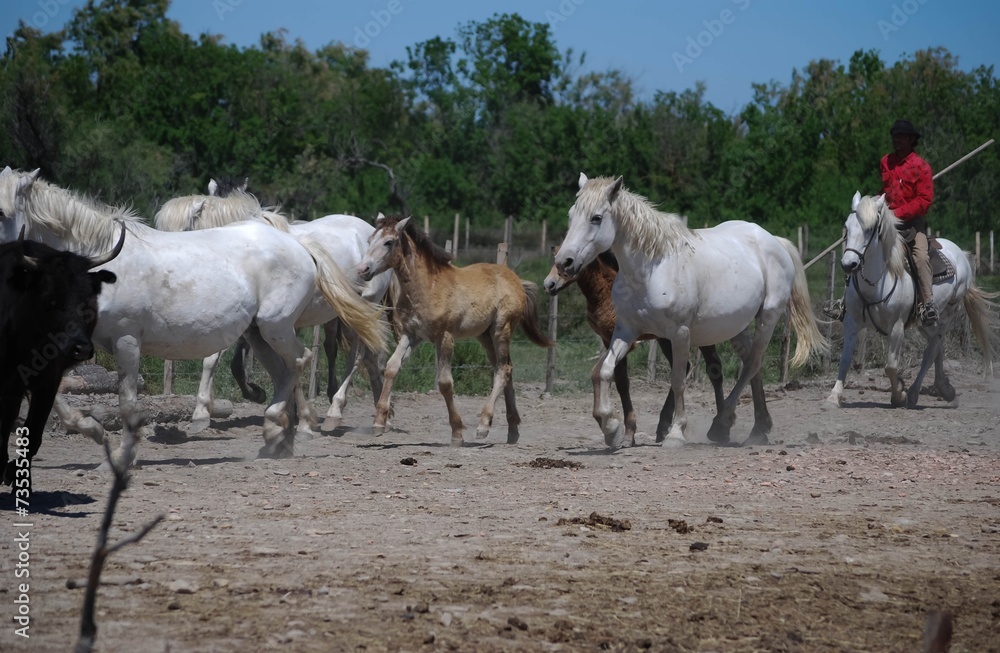 Naklejka premium Gardian en Camargue.