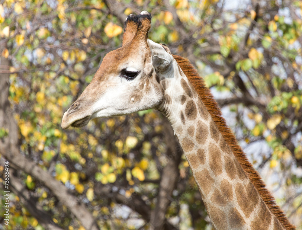 Obraz premium giraffe on nature