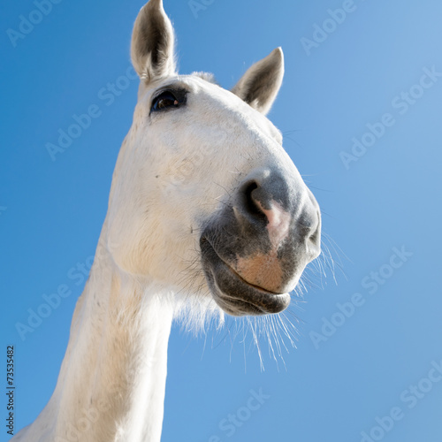 Smiling horse © celteverett