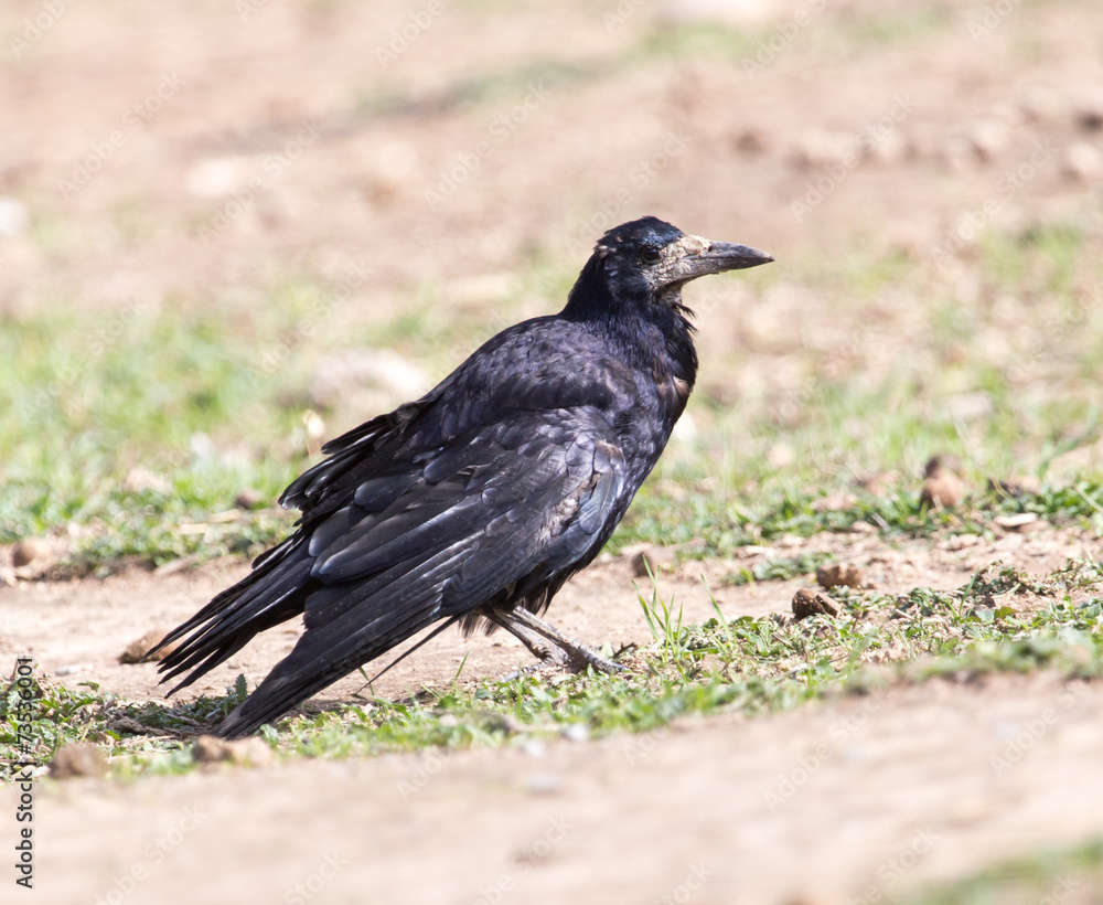Fototapeta premium black raven on nature