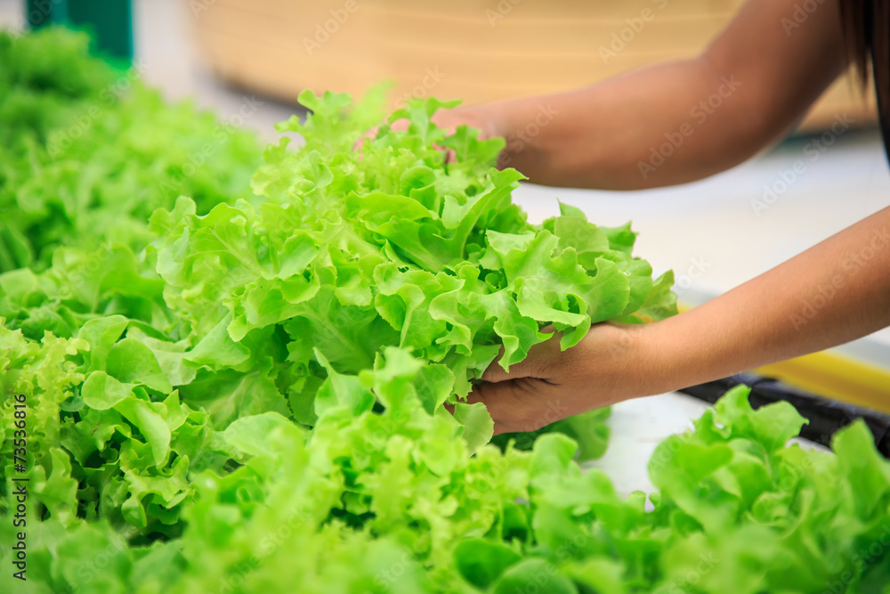 Hands holing lettuce.in department store Hands holing lettuce.in department store