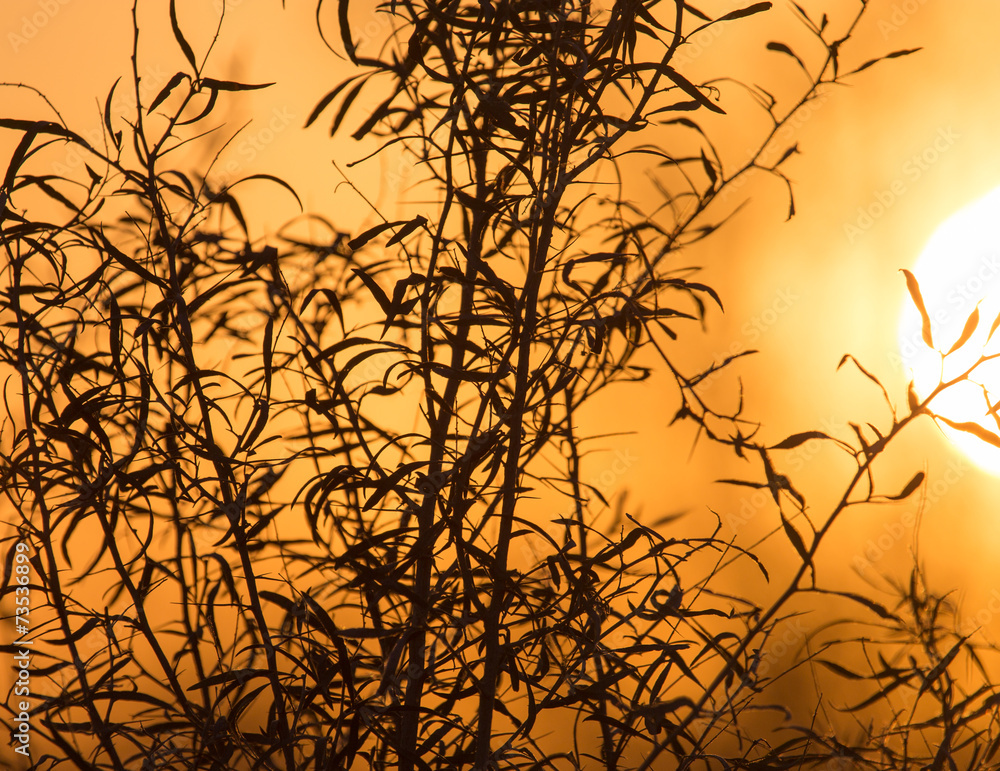 Obraz premium tree on a background of beautiful sunrise