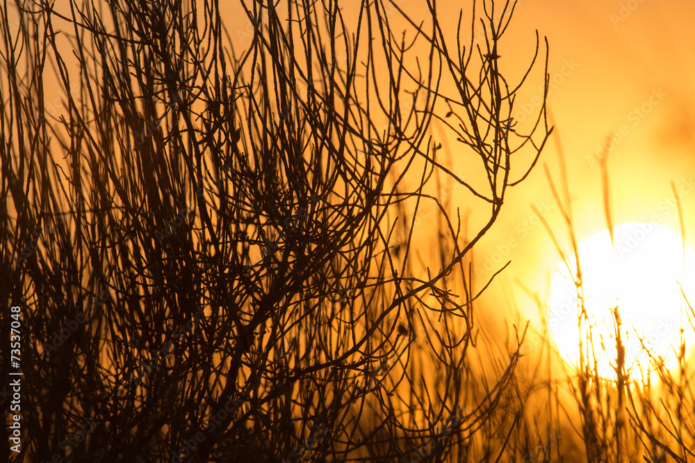 tree on a background of beautiful sunrise tree on a background of beautiful sunrise