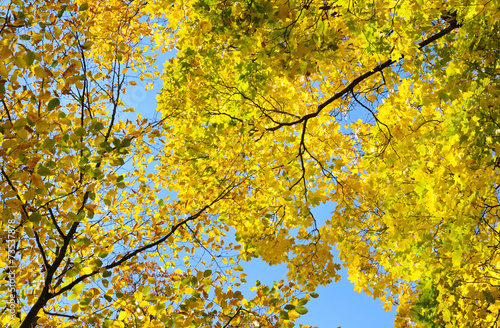 yellow autumn leaves on background blue sky