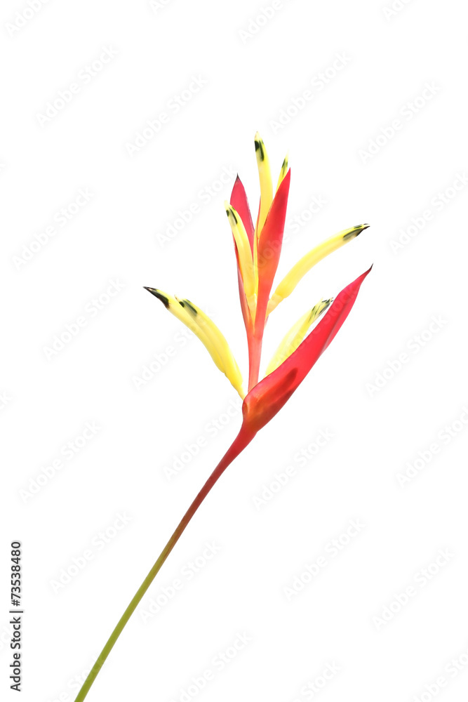 Heliconia flower isolated on white background Heliconia flower isolated on white background