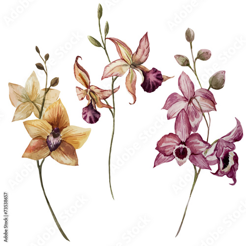 Fototapeta Naklejka Na Ścianę i Meble -  Beautiful orchid flower
