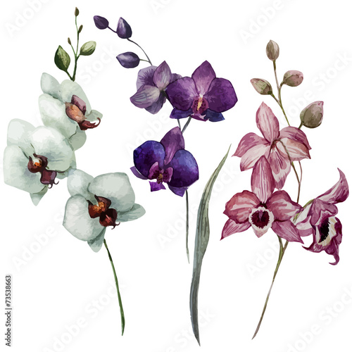 Fototapeta Naklejka Na Ścianę i Meble -  Beautiful orchid flower3