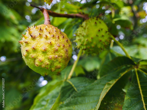 Closeup of unripe chestnut maturing on tree with fresh green lea photo