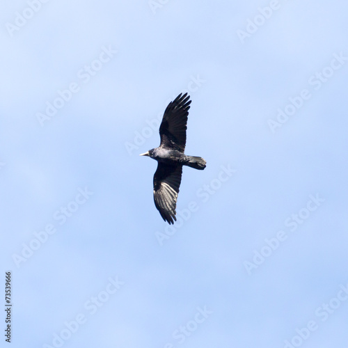 black crow in flight © schankz