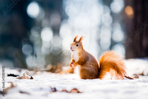 Photo Cute red squirrel looking in a winter scene
