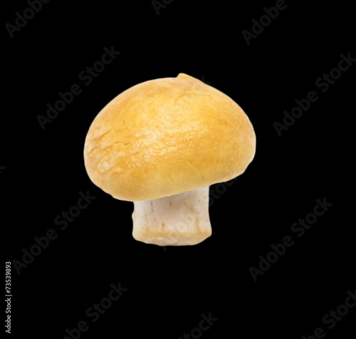 mushroom on a black background