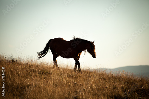 silhouette di un cavallo in una prateria photo