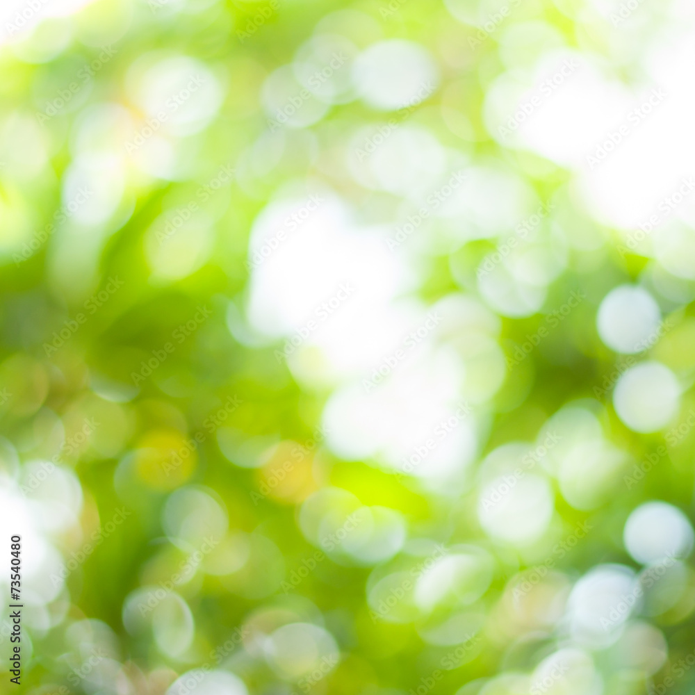 Natural forest bokeh Natural forest bokeh