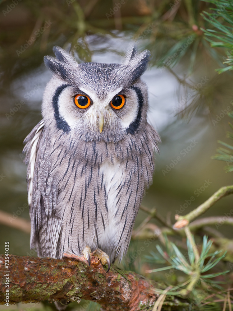 Naklejka premium white faced scops owl