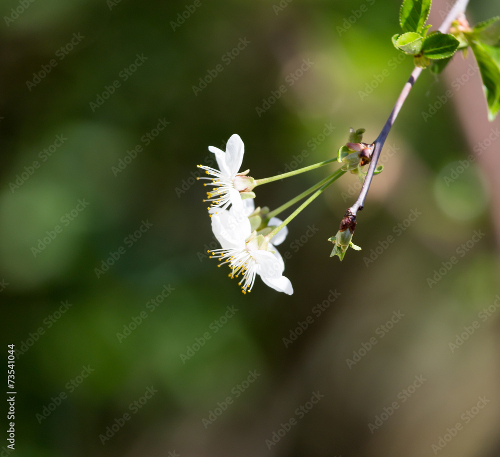 beautiful flowers on a tree branch in nature beautiful flowers on a tree branch in nature