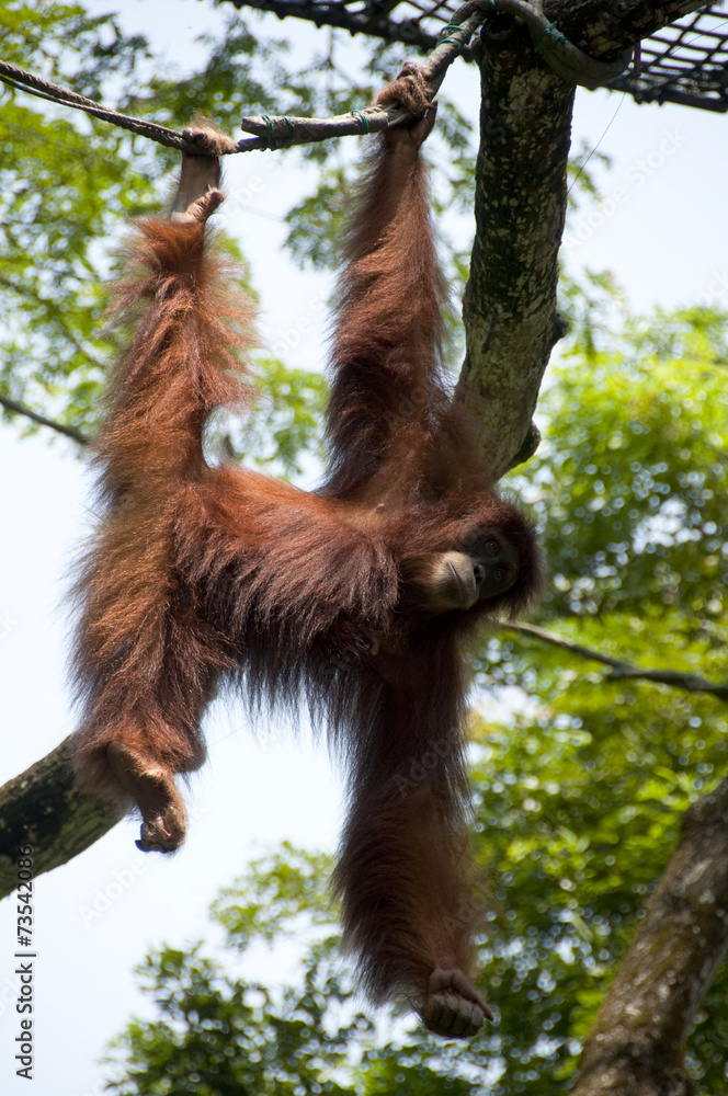 Fototapeta premium Orangutan