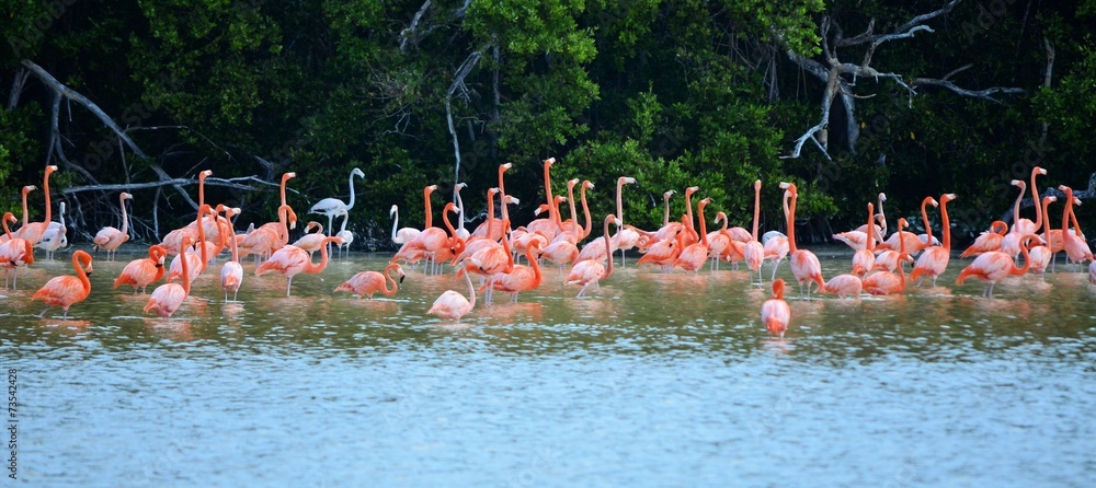 Naklejka premium pink flamingos