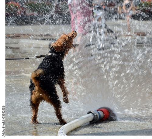 dog jumping in water from firehose photo