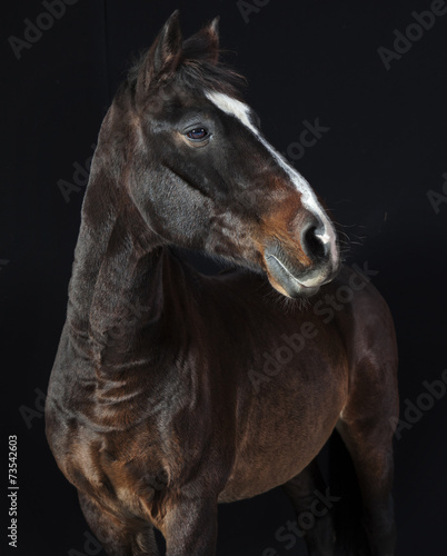 holsteiner horse studio © pfluegler photo