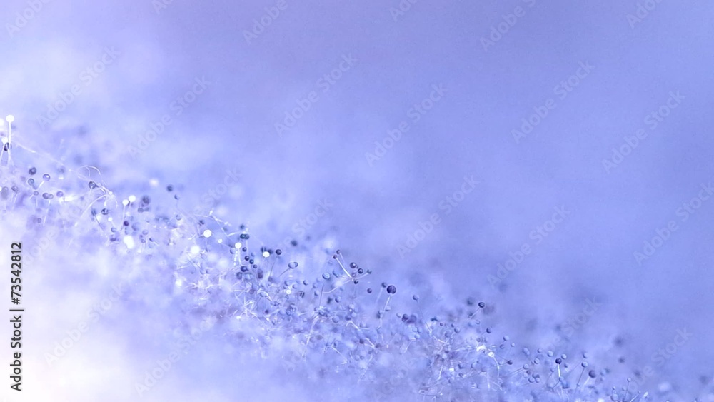 Mold Which has appeared on food, organic food Mold Which has appeared on food, organic food