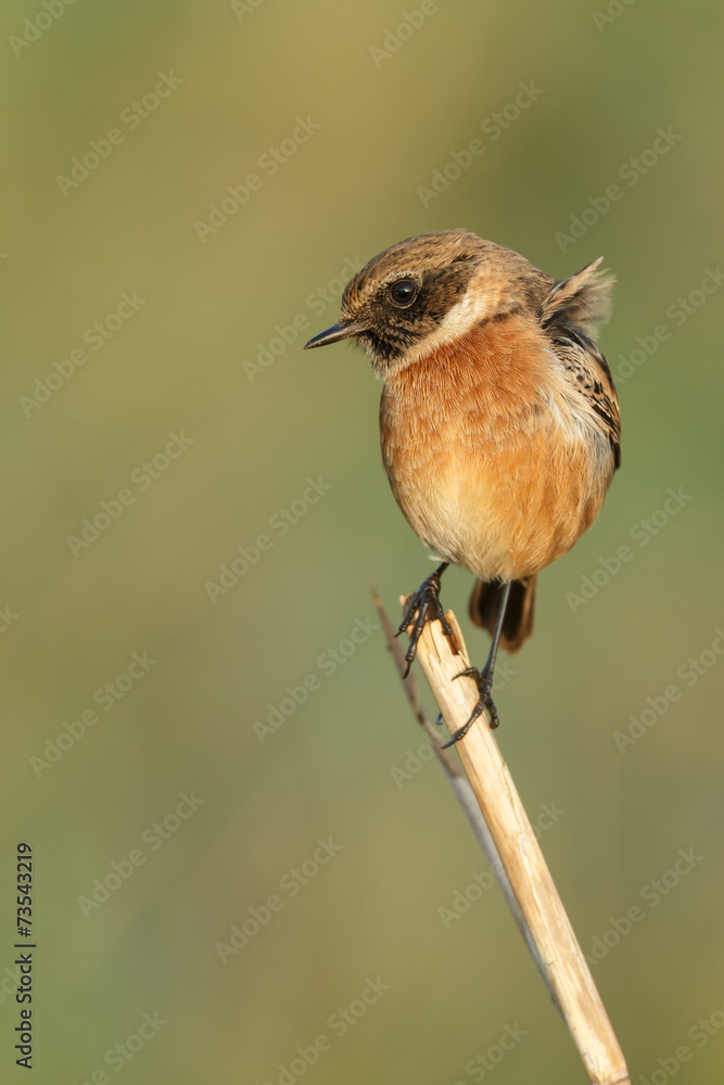Common stonechat bird (Saxicola torquatus) perching on a branch Common stonechat bird (Saxicola torquatus) perching on a branch