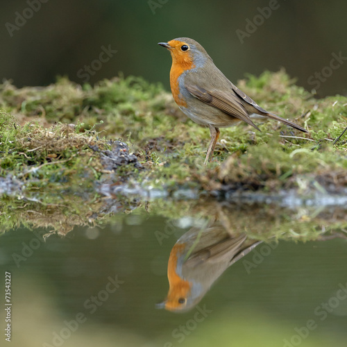 European Robin bird near water