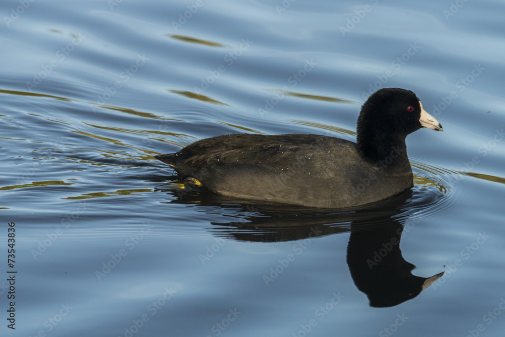 American Coot