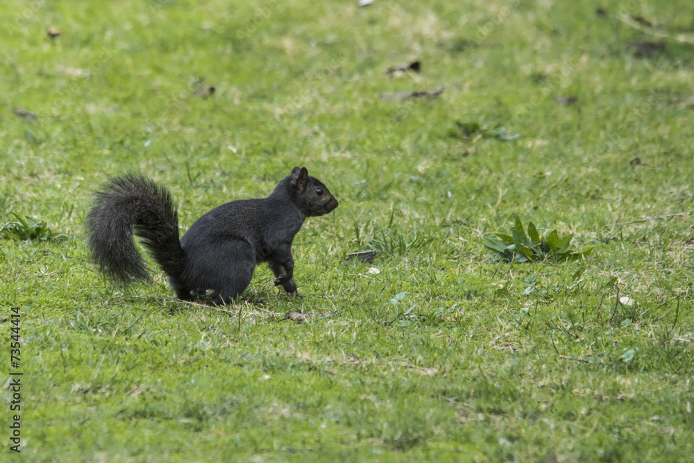 Fototapeta premium Eastern Gray Squirrel