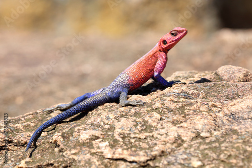 blau roter Gecko