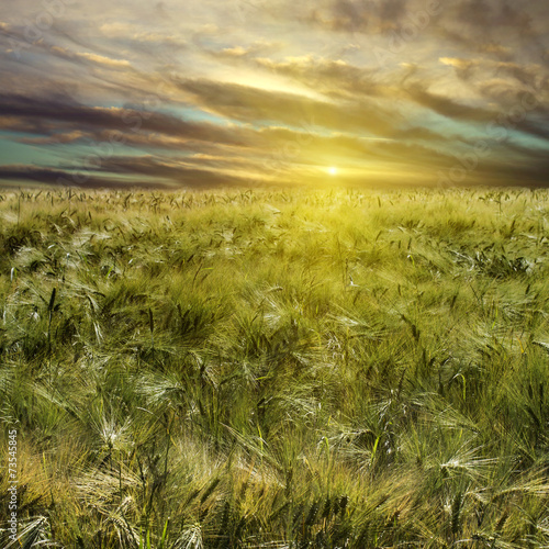 wheat field and sundown