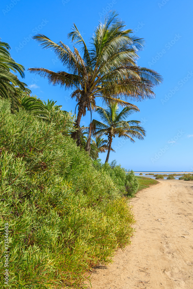 Palm trees on Sotavento beach, Fuerteventura, Canary Islands Palm trees on Sotavento beach, Fuerteventura, Canary Islands