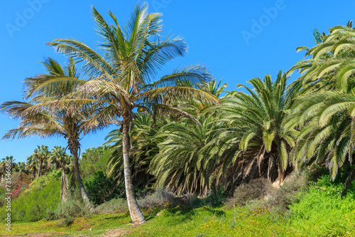 Palm trees on Sotavento beach, Fuerteventura, Canary Islands