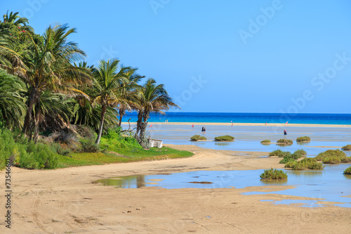 Palm trees on Sotavento beach  Fuerteventura  Canary Islands