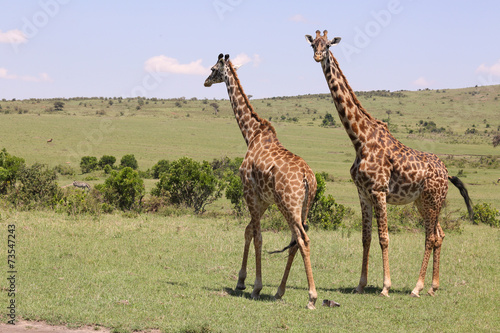 zwei Giraffen
