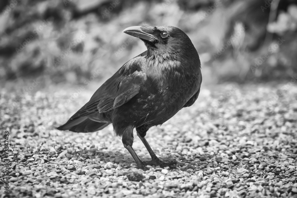 Fototapeta premium Common raven, corvus corax