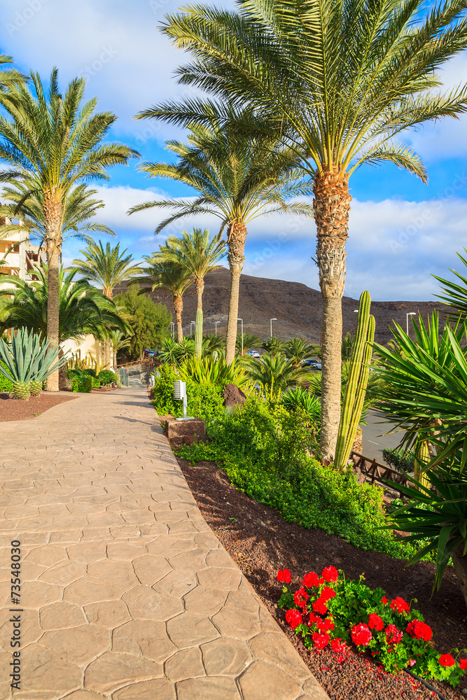 Obraz premium Palm trees in tropical gardens, Morro Jable, Fuerteventura
