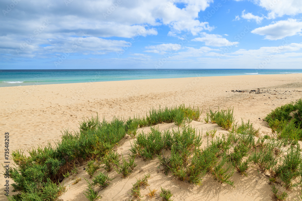 Green grass on sand dune, Sotavento beach, Fuerteventura island Green grass on sand dune, Sotavento beach, Fuerteventura island