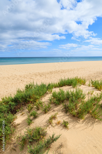 Wallpaper Mural Green grass on sand dune, Sotavento beach, Fuerteventura island Torontodigital.ca