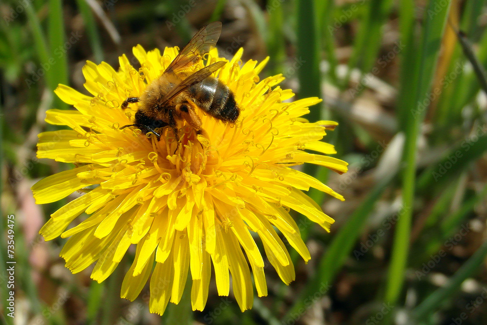 Dandelion & bee