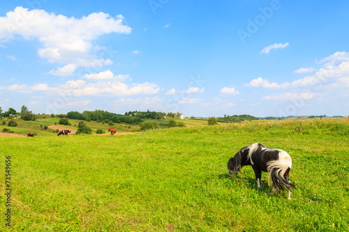Small pony horse grazing on green meadow on sunny day, Poland